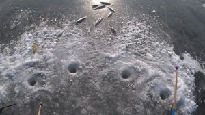 Рыбалка зимой на море. Ловля крупной зубатки и селедки!