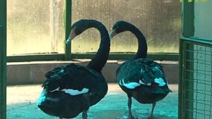 Не гадкий утенок. Пара черных лебедей в самарском зоопарке дала потомство впервые за 8 лет
