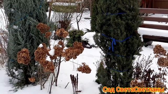 Красивый сад без цветников? Миф или это возможно?Сад непрерывного цветения своими руками. Дача