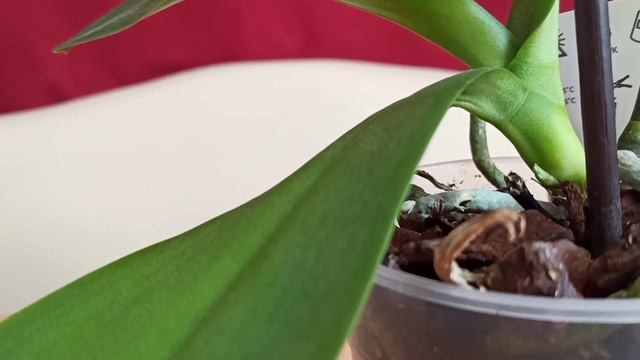 Фаленопсис Мария Тереза. смотреть онлайн