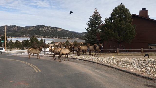 Large elk herd in neighborhood смотреть онлайн
