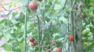 Сорт - "ВИШНЯ РОЗОВАЯ". Томаты от Фёдора.