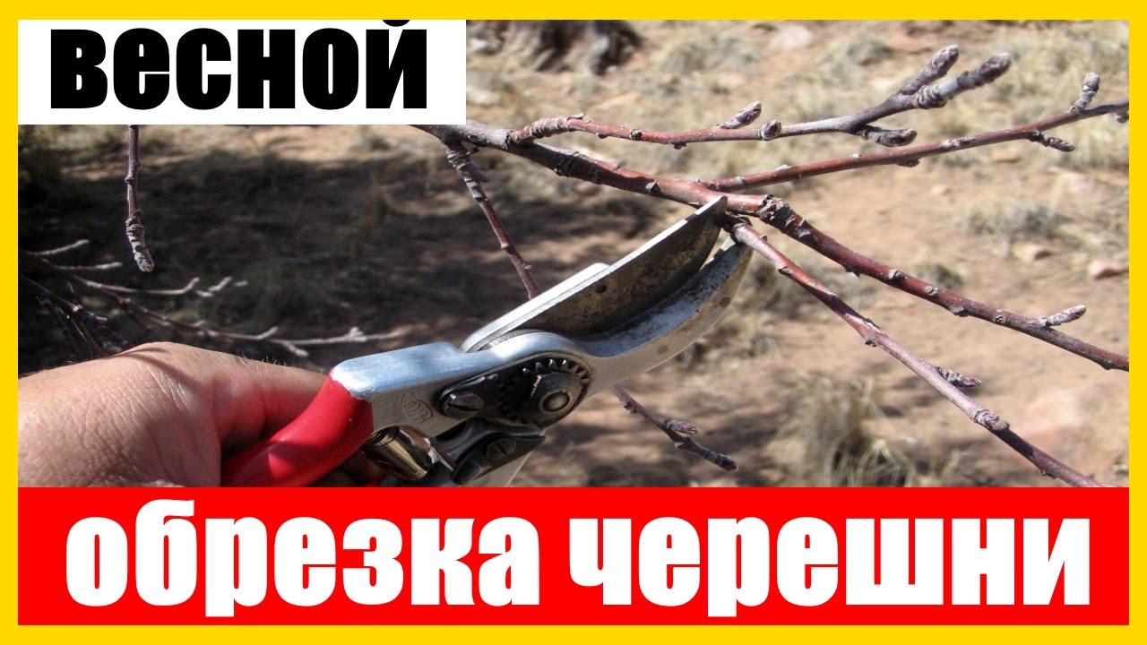 обрезка черешни весной || обрезка черешни
