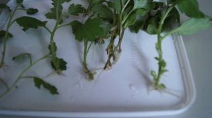 Хризантема-черенкование и укоренение в дистиллированной воде.