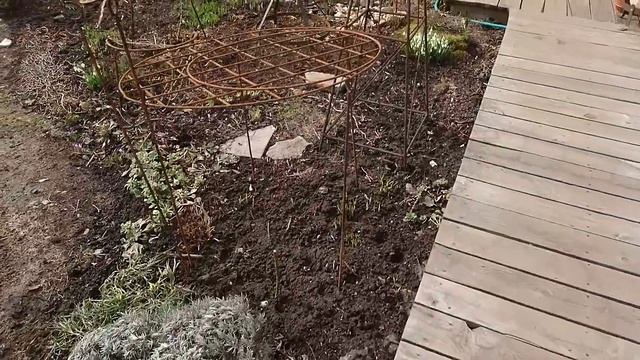 Мой сад на 05.04.2021 Розы Фуксии Хвойные Лаванды Самшиты после зимы смотреть онлайн