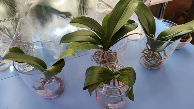 24.03.21.ОРХИДЕИ в открытой системе. без грунта..