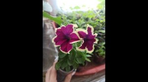 Петунья фанфара Эклипс. Краткое описание. Есть в наличии