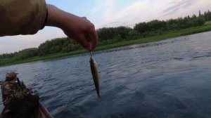 БОМБИБМ ХАРИУСА НА БЛЕСНУ/ ТОЛЬКО УСПЕВАЕМ ЗАКИДЫВАТЬ! ТАЁЖНАЯ РЕКА КИПИТ ОТ ЖАДНЫХ ХИЩНИКОВ.