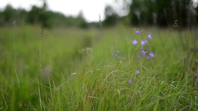 глоток лета ( nikon d3100, helios 44-2 58mm, nikkor 1.4 50mm) смотреть онлайн