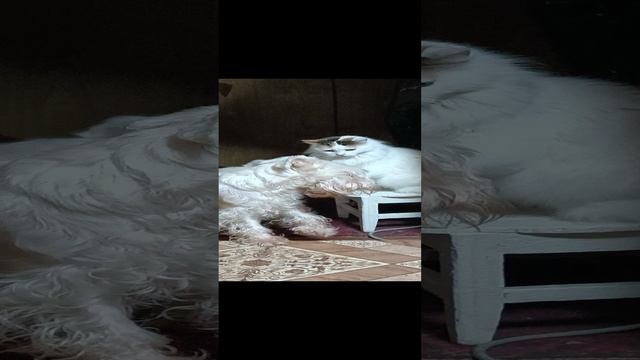 Как кошка с собакой