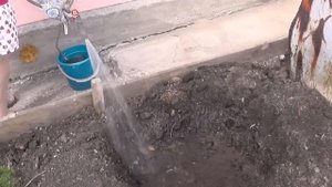 Посадка красной смородины