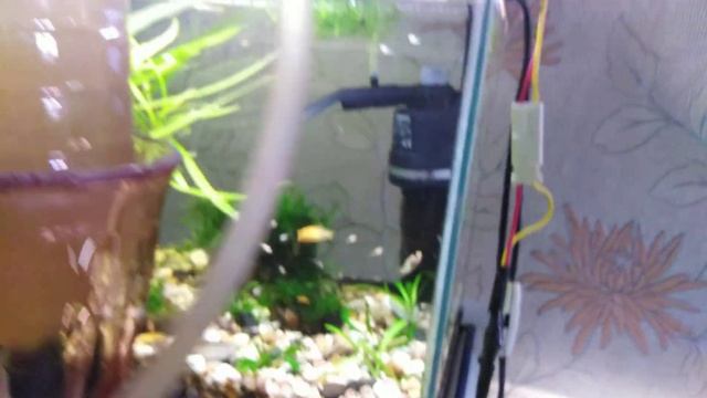 Меченосцы санта клаус! Содержание смотреть онлайн