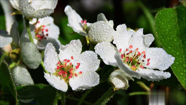 Песня "Катюша" смотреть онлайн