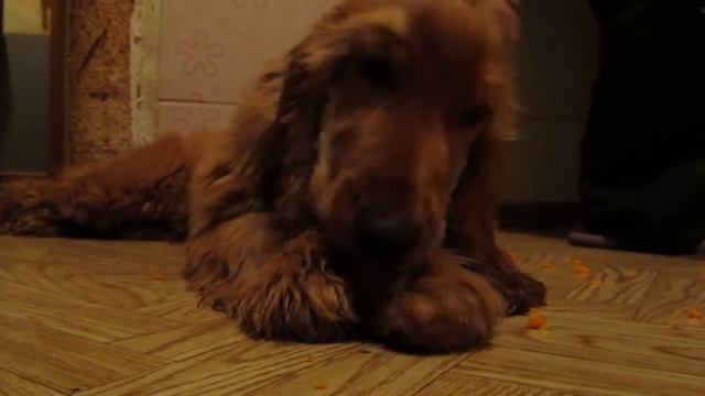 English cocker spaniel is eating carrot (Английский кокер-спаниель ест морковку) смотреть онлайн