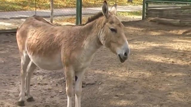 Зоопарк ХДЗВА смотреть онлайн
