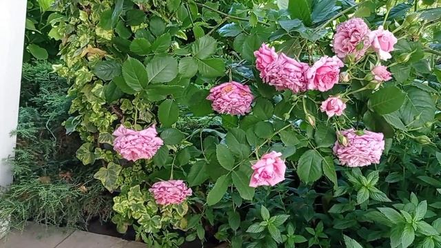 Роза БЬЕНВЕНЮ / Bienvenue rose смотреть онлайн