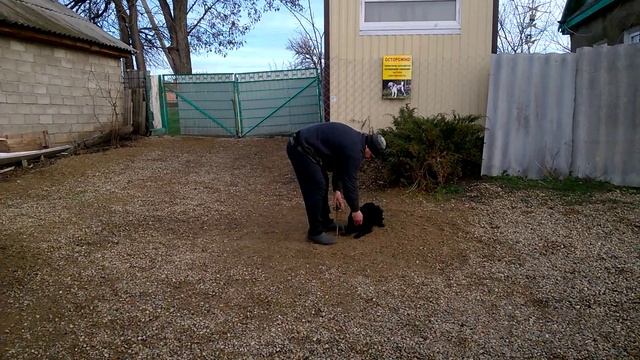 Кокер Спаниель 8мес Чарли послушание