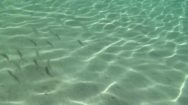 HDR GW 55 VE Lindos underwater fishes смотреть онлайн