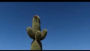 Рекорды. Самый большой кактус в мире