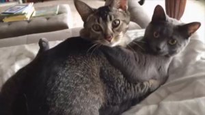 Кошки делают кошачьи дела