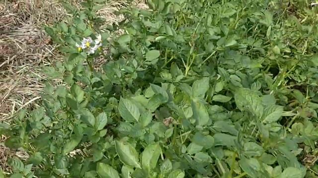 Устойчивый к фитафторозу сорт картофеля Кумач.