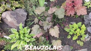 Гейхера сорт Beaujolais окрас листьев в июле