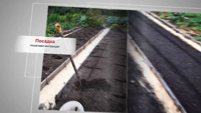 Моя книга о клубнике смотреть онлайн