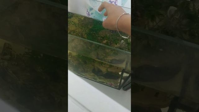Типичное утро Пушки.