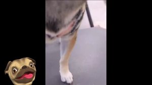 ?Невероятно симпатичные пушистики и милашки!?Смешные Кошки Приколы с Кошками Собаками #9