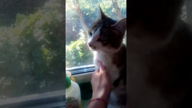 Разговорчивый кот смотреть онлайн