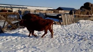 Есть определенные сложности при содержании коров и бычков в зимний период.