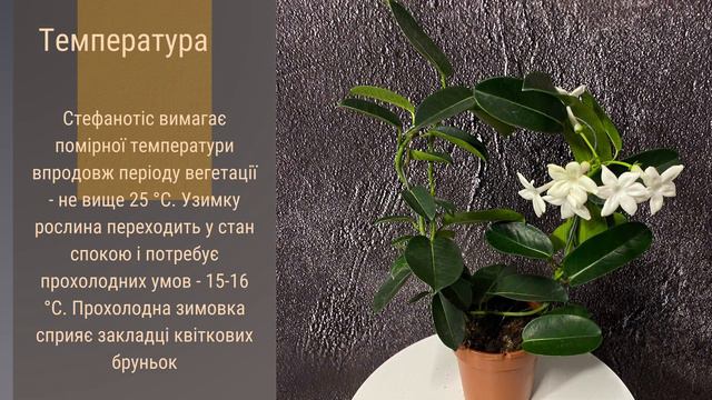 Стефанотіс  🌹🪴🌺   Секрети догляду за кімнатним красенем! \ догляд за рослинами \ кімнатні рослини