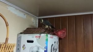 Взял сокола чеглока на приручение. Слеток чеглока. 03.09.22