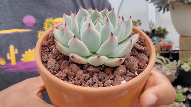 10 ECHEVERIAS PRECIOSAS | Nombres, tips y más | reto mis echeverias 'preferidas' 😄🪴💚👌 смотреть онлайн