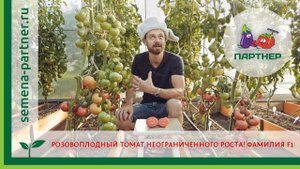 РОЗОВОПЛОДНЫЙ ТОМАТ НЕОГРАНИЧЕННОГО РОСТА! ФАМИЛИЯ F1
