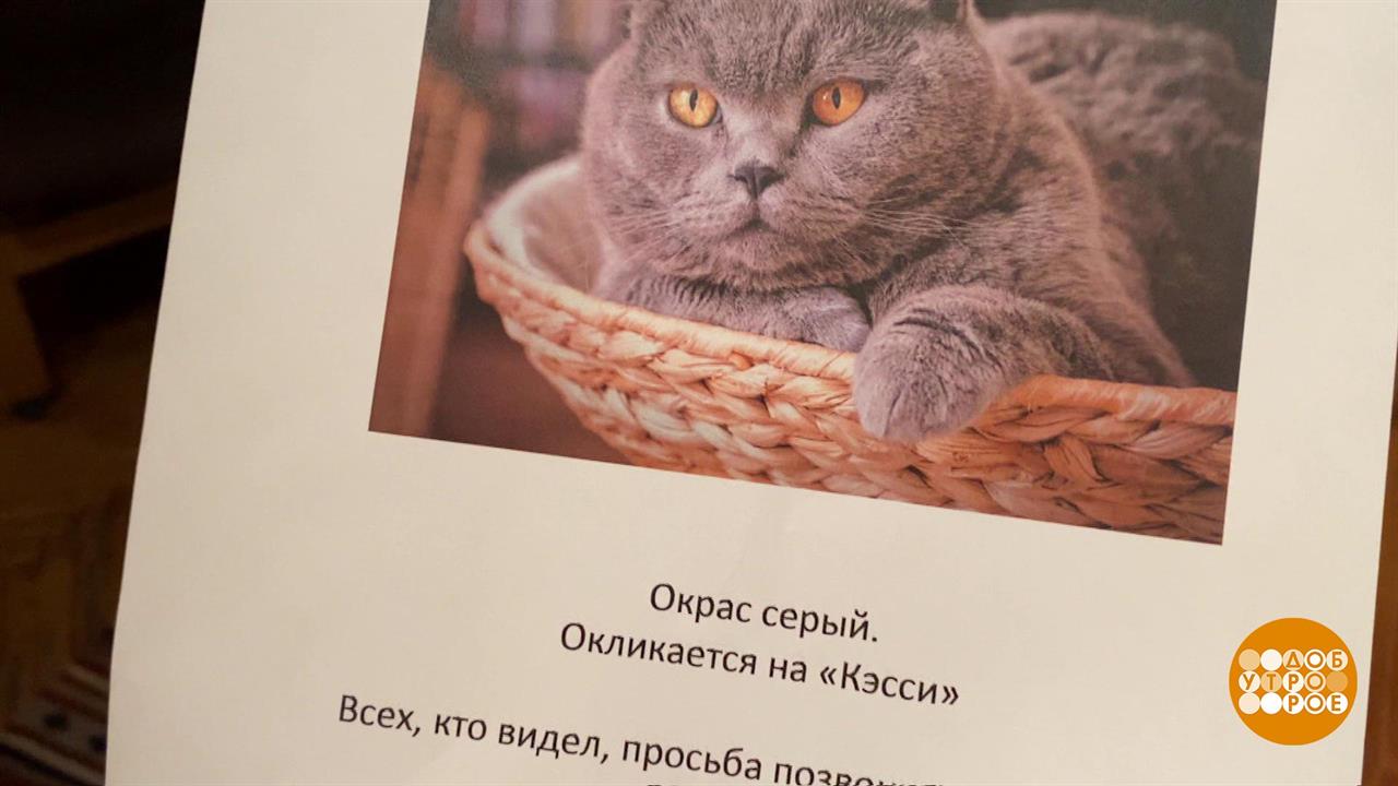 Жулики "по объявлению". Доброе утро. Фрагмент выпуска от 01.04.2021