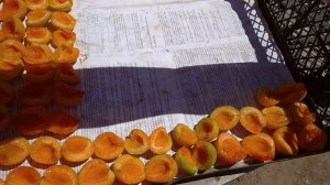 Ломаю сливу(абрикосы) для сушки на зиму