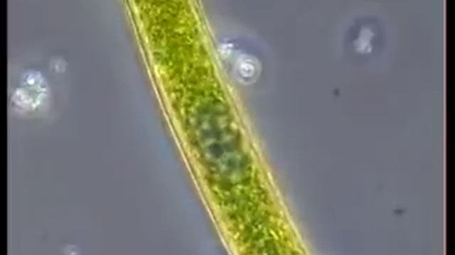 Эвглена зеленая.flv