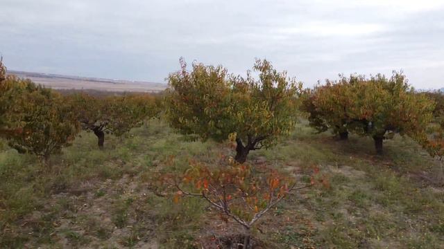 Продается земельный участок 5.12 Га на трассе Таврида с фруктовым садом и домом. смотреть онлайн