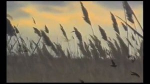 Mavlono Jaloliddin Rumiy