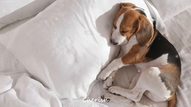 우리 아가 꿀잠시간 - 강아지가 좋아하는 음악?물소리와 수면음악, 강아지를 차분하게 해주는 음악 смотреть онлайн
