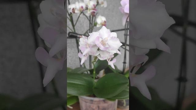 Орхидея Vdnps. Pulcherrimin  и другие орхидеи фаленопсисы