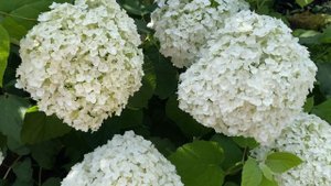 Гортензия древовидная Инкредибл =Стронг Аннабель (Hydrangea arborescens Incrediball=Strong Annabell