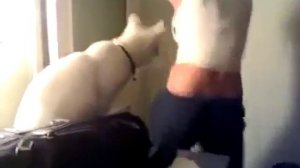 Кот бьет по заднице девушку)