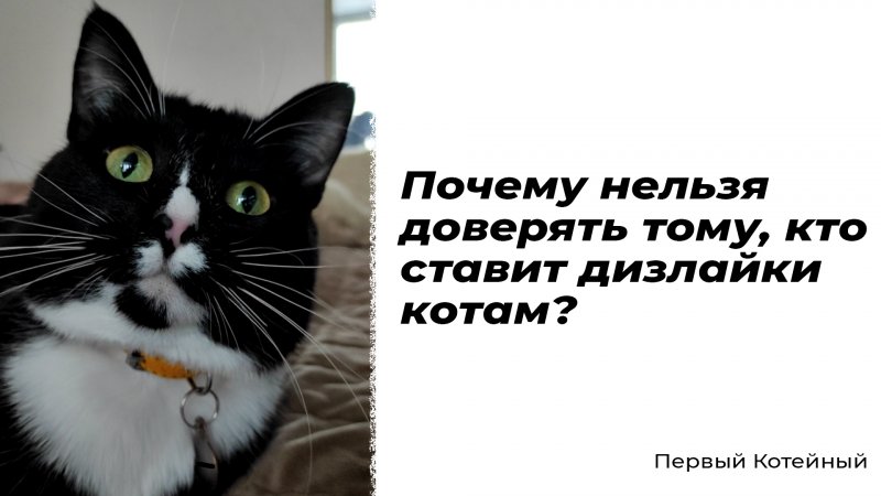 Почему нельзя доверять тому, кто ставит дизлайки котам? ⚠️