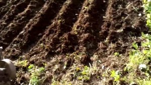 Сажу картофель в деревне мотоблоком: борозды и засыпка им, клубни укладываю сам.