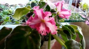 Фиалка химера. Эксперимент.