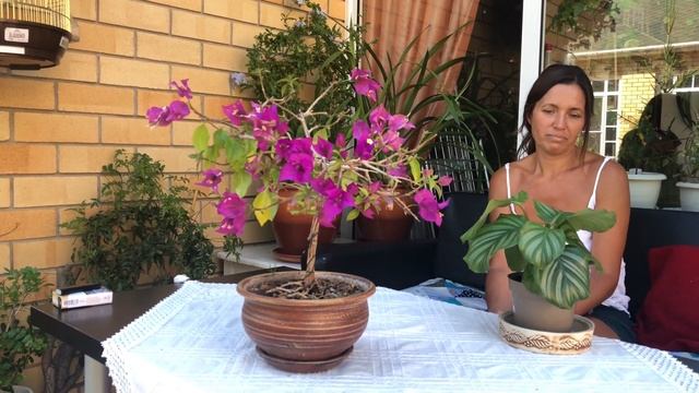 КАЛАТЕЯ УХОД И ПЕРЕСАДКА