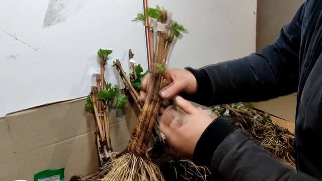 Укоренитель который показал себя лучше всего