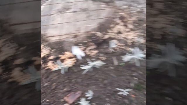 Вот теперь точно сезон закрыт. смотреть онлайн